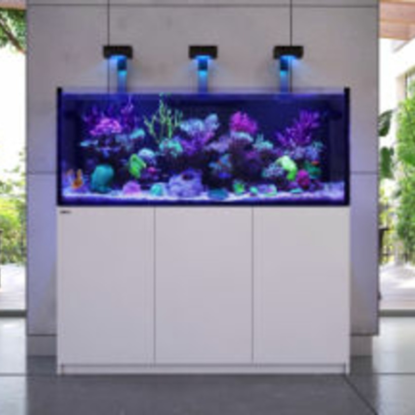 Meerwasser Aquarium